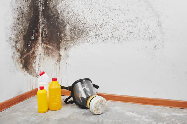 Best Same-Day Mold Removal  in Tecumseh, OK