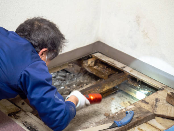 Best Best Mold Removal Companies  in Tecumseh, OK