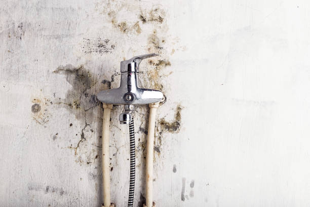 Best Fast Mold Removal  in Tecumseh, OK