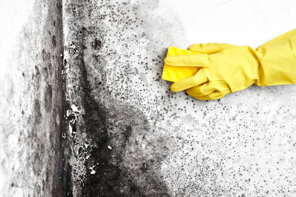 Best Home Mold Removal  in Tecumseh, OK