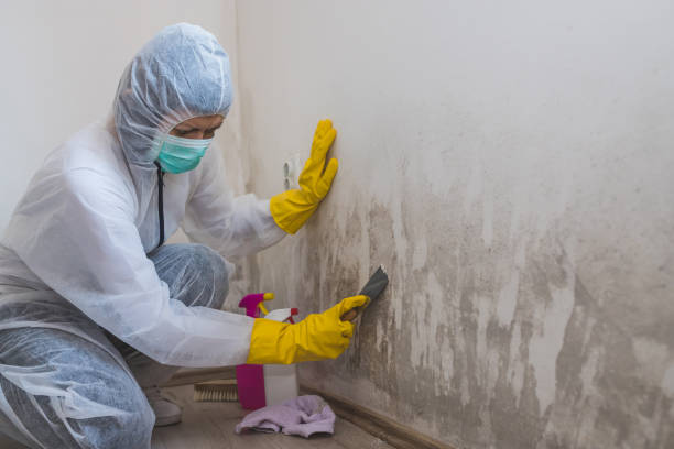 Best Mold Removal Near Me  in Tecumseh, OK
