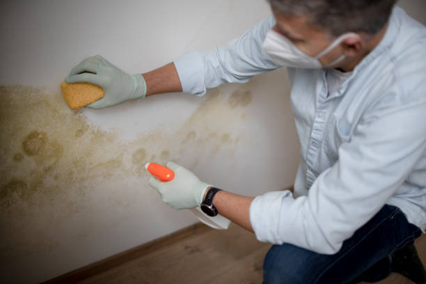 Best Commercial Mold Removal  in Tecumseh, OK