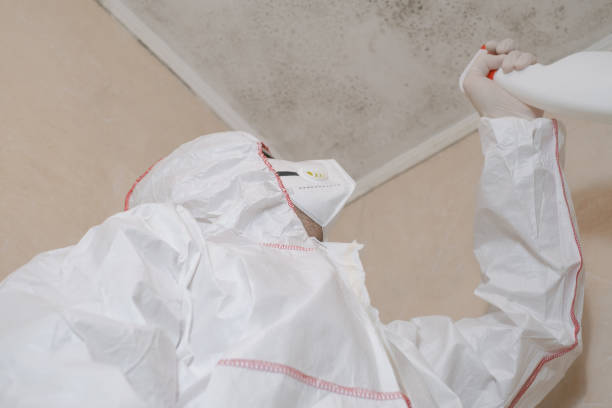 Reliable Tecumseh, OK Mold Removal Solutions