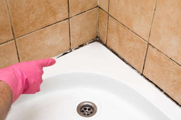 Office Mold Removal Services in Tecumseh, OK